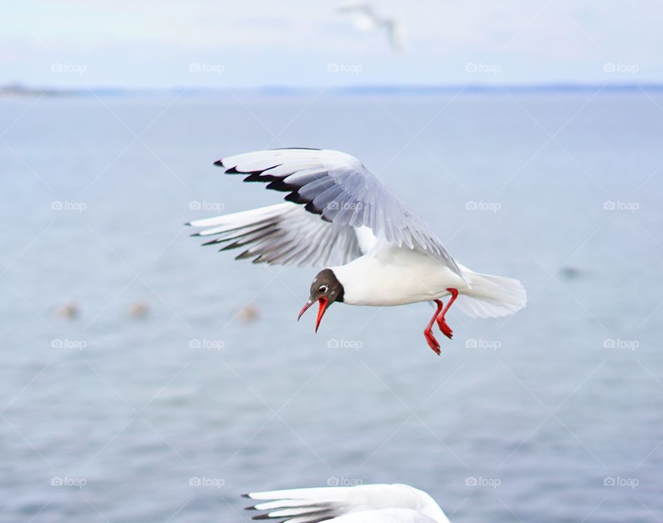 sea gull catching food