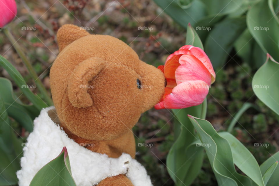 Nigel the Bear Smelling a Tulip