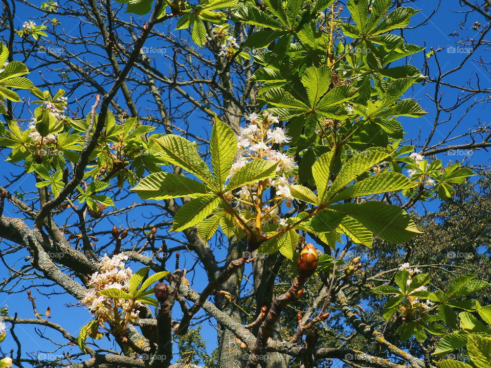 chestnut blooms at the end of September, Kiev city