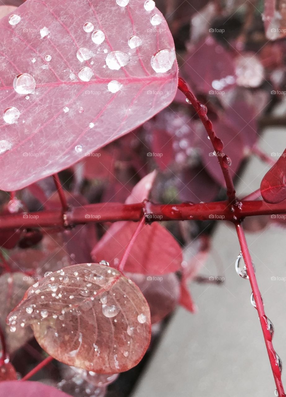 Red leaf , rain drops , stem , plant, garden 

