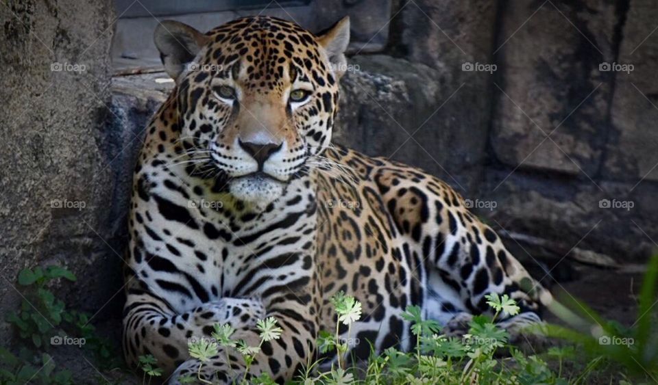 Tuko, the Jaguar (Jacksonville Zoo) 
