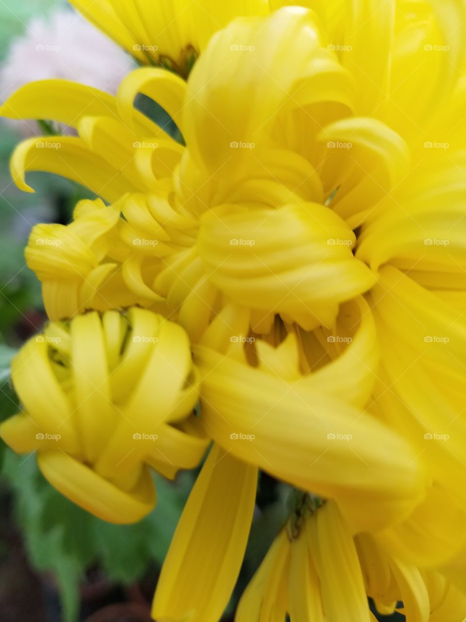 twisted pedal chrysanthemum