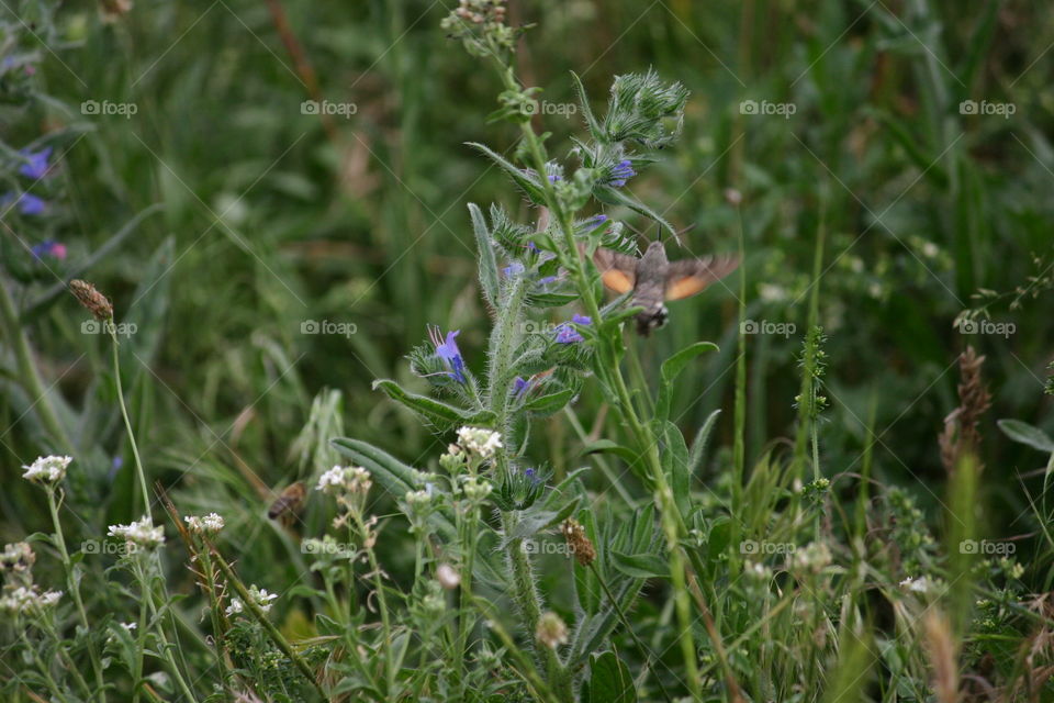 flowers