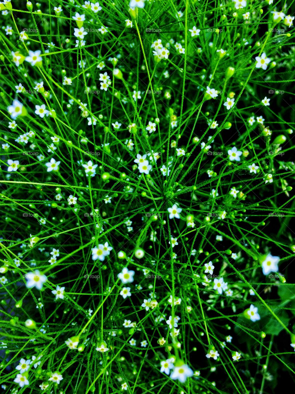 Blossom forest flowers background 