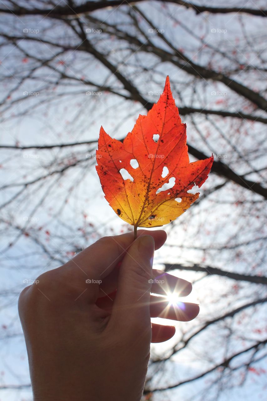 Autumn Shine - Vertical Captures Mission