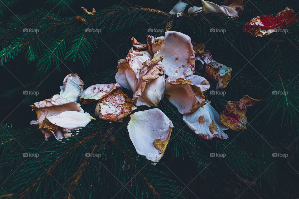Christmas tree and roses!