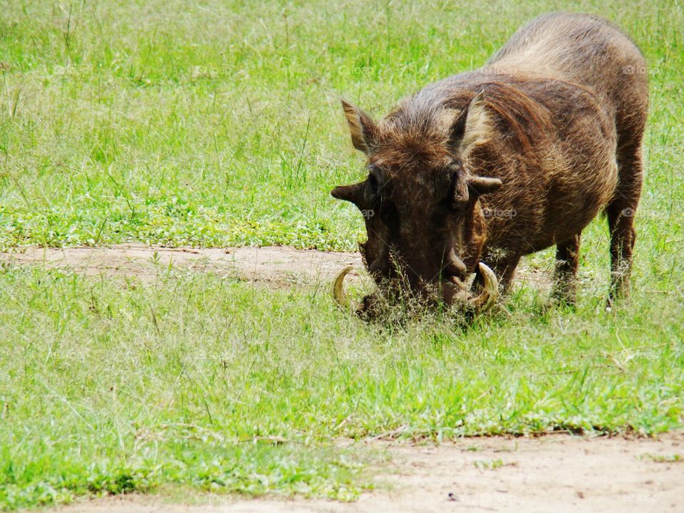 Warthog feeding
