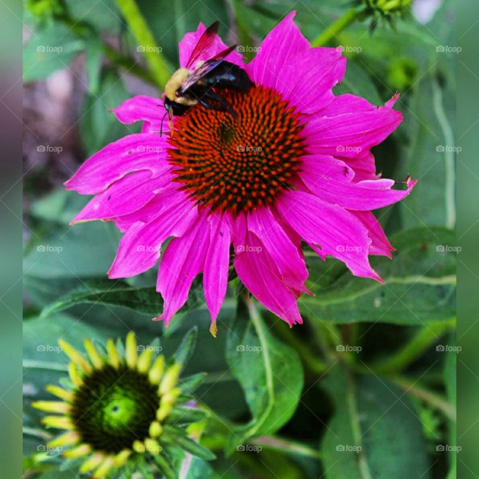 Bee on echinacea