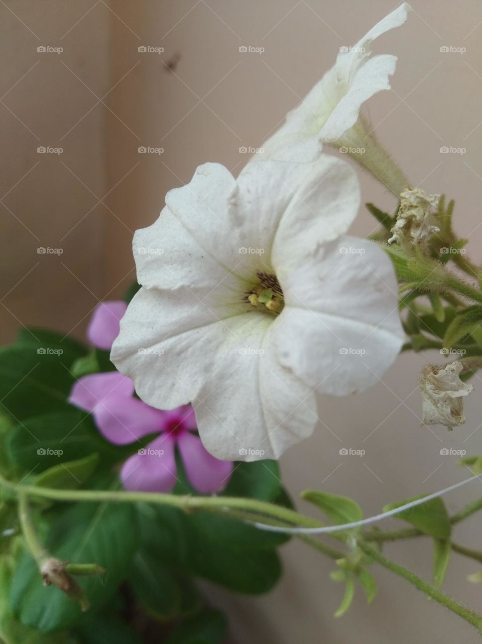 pitunia white flower looks very beautiful generally found everywhere fresh seasonal