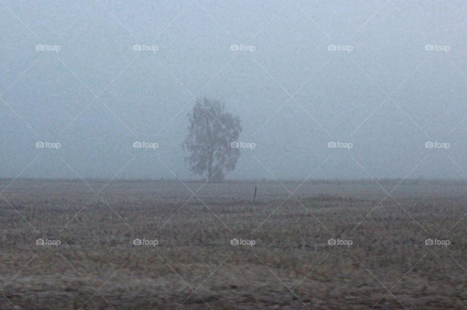 tree fog sky field by arman