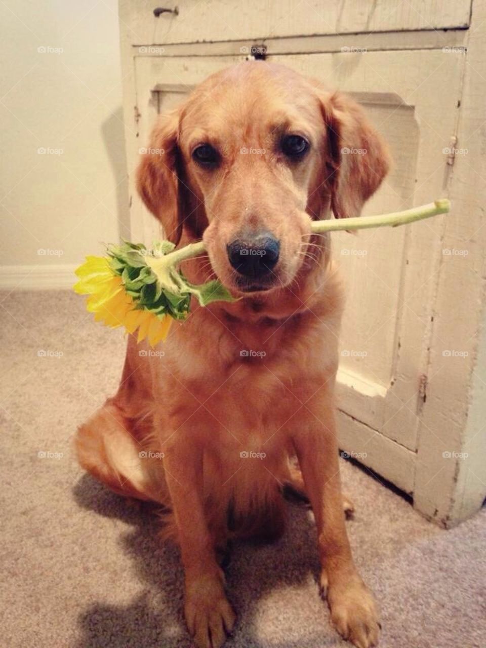 Flower Dog