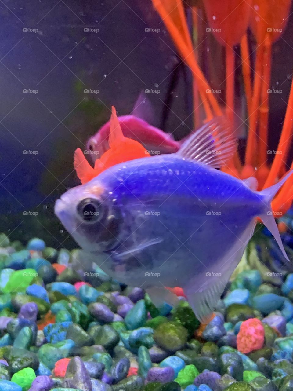 Neon tetra fish 