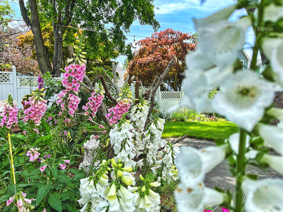 Foxgloves 