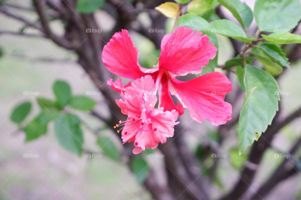2 layers of pink flowers and pollen.