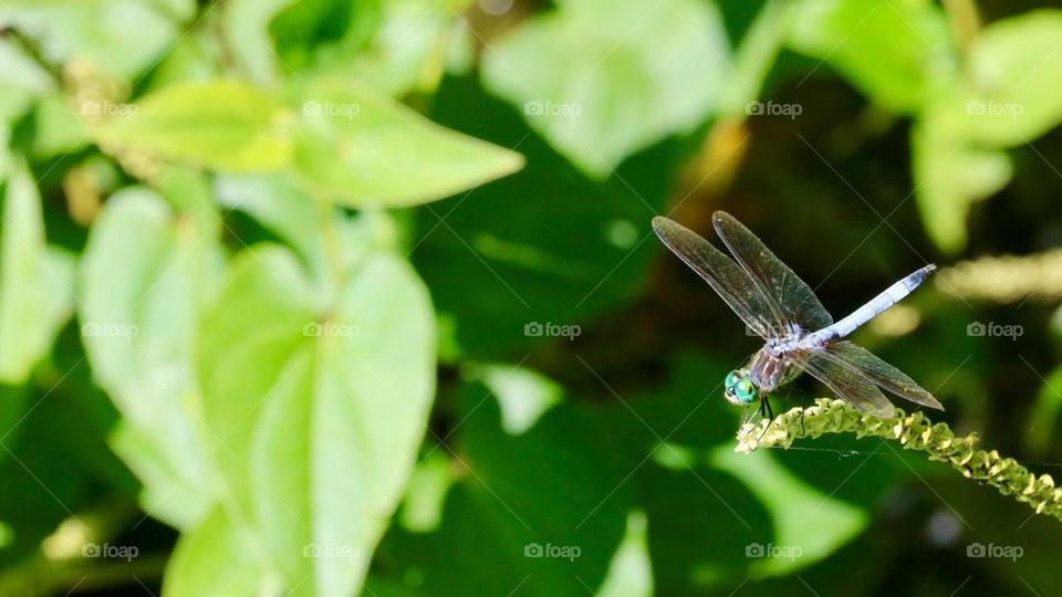 Dragonfly 