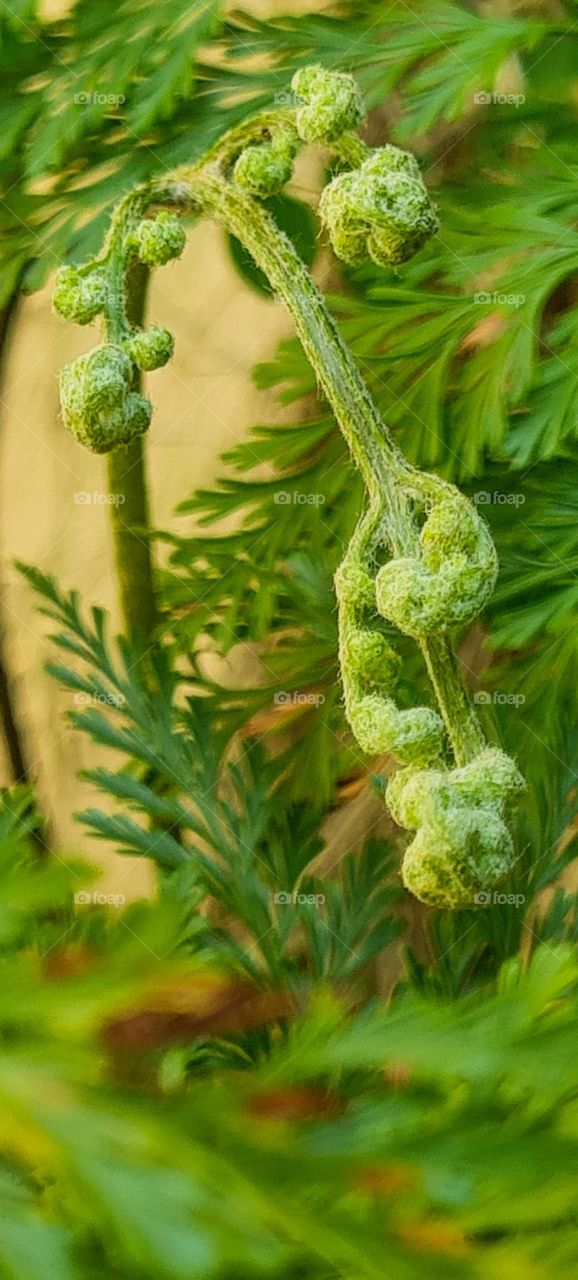 Pteridium aquilinum known by the common name of Fern.
Pteridium aquilinum conhecido pelo nome comum de Samambaia.