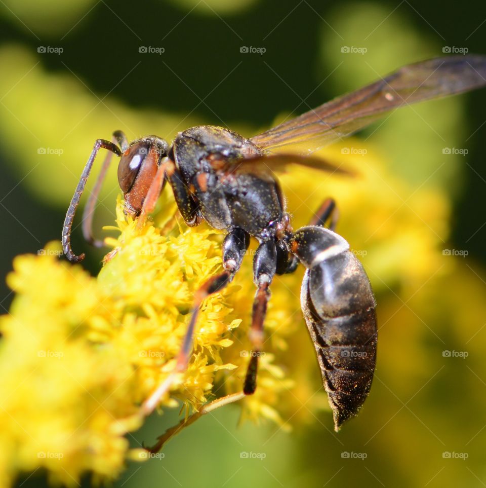 Favorite photo, wasp on goldenrod 