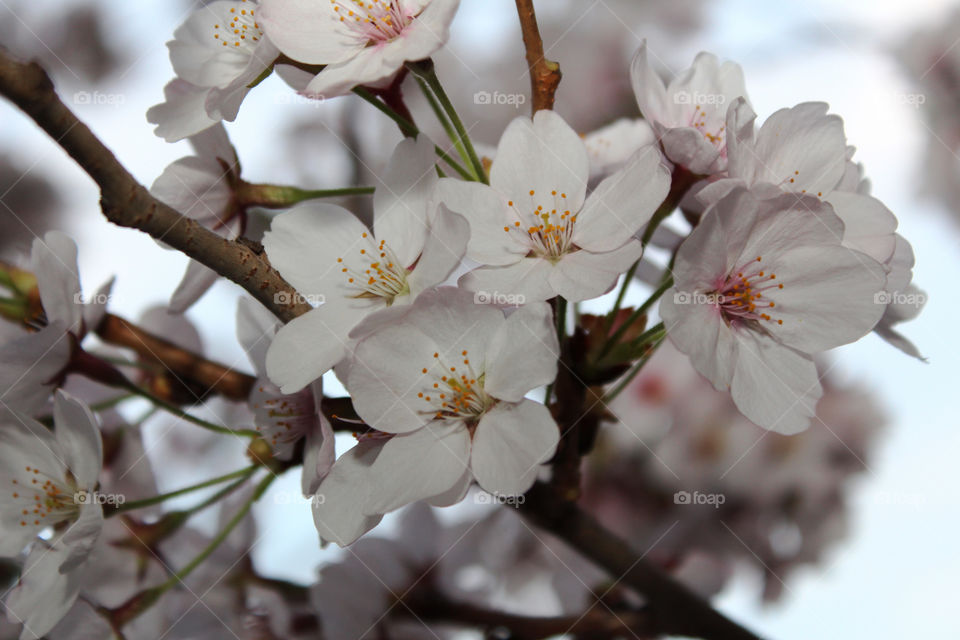 micro, flower, pink, cherry blossom, zoomed in, branches, festival, park