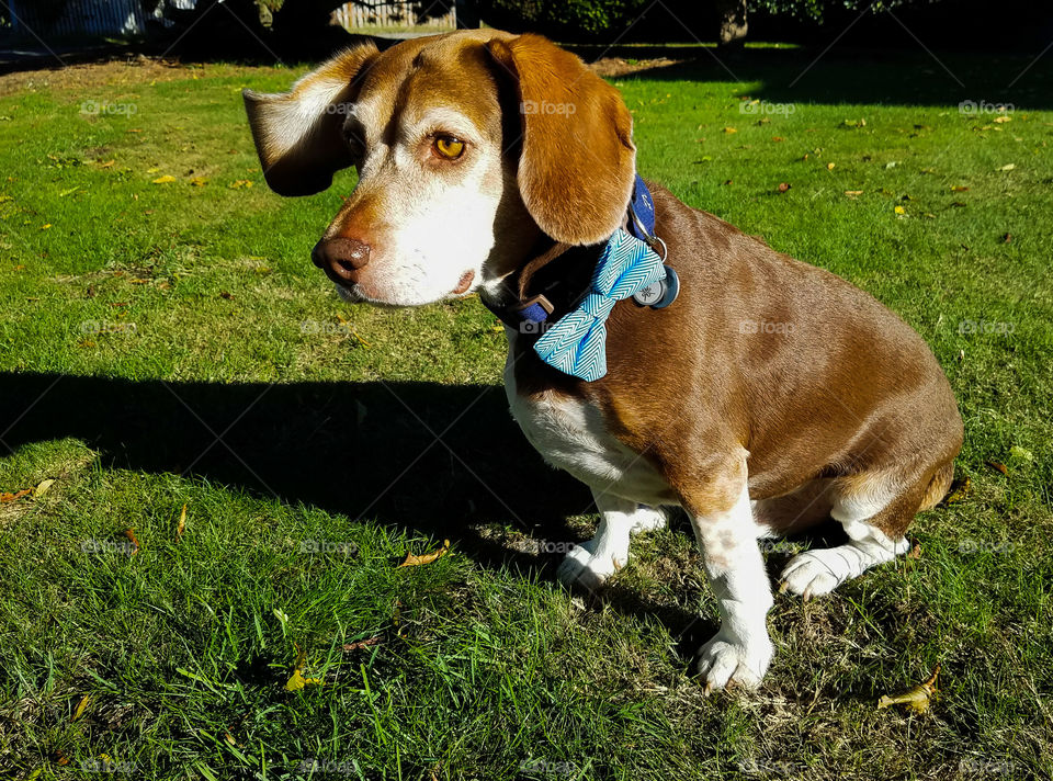 If you say Squirrel around this beagle  you better beprepared to run after him