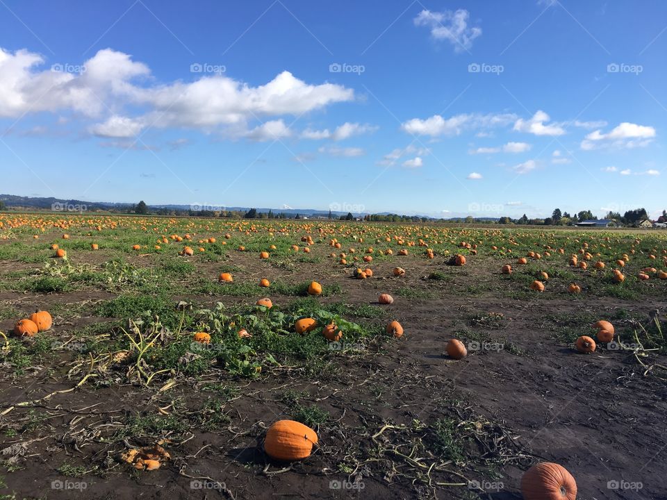 Oregon in the fall