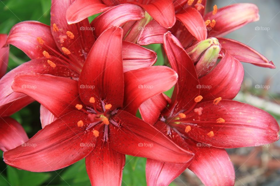 Flowers, Lilly, red 