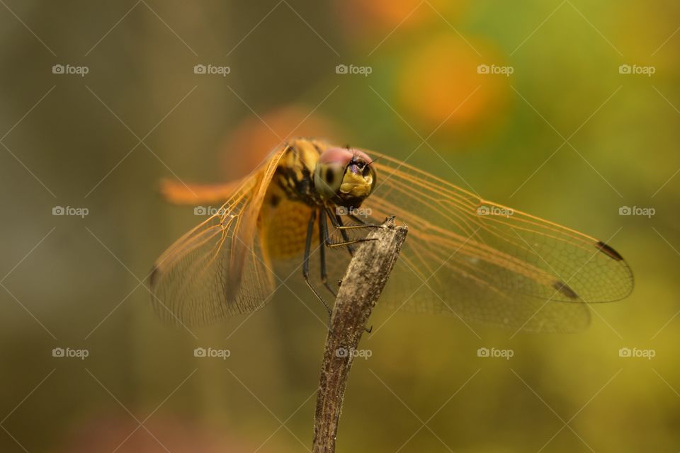 dragonfly