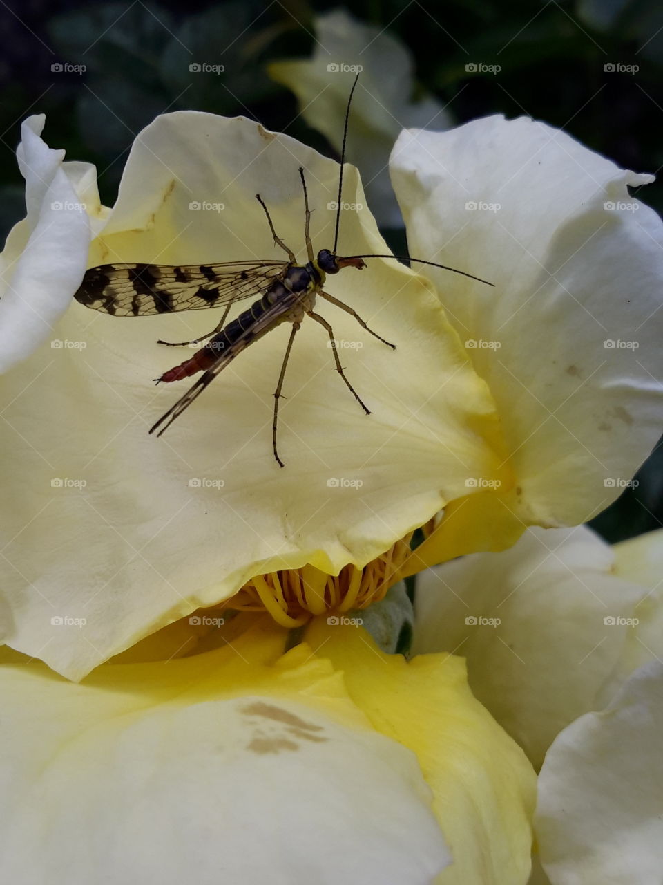 The fly on the rose