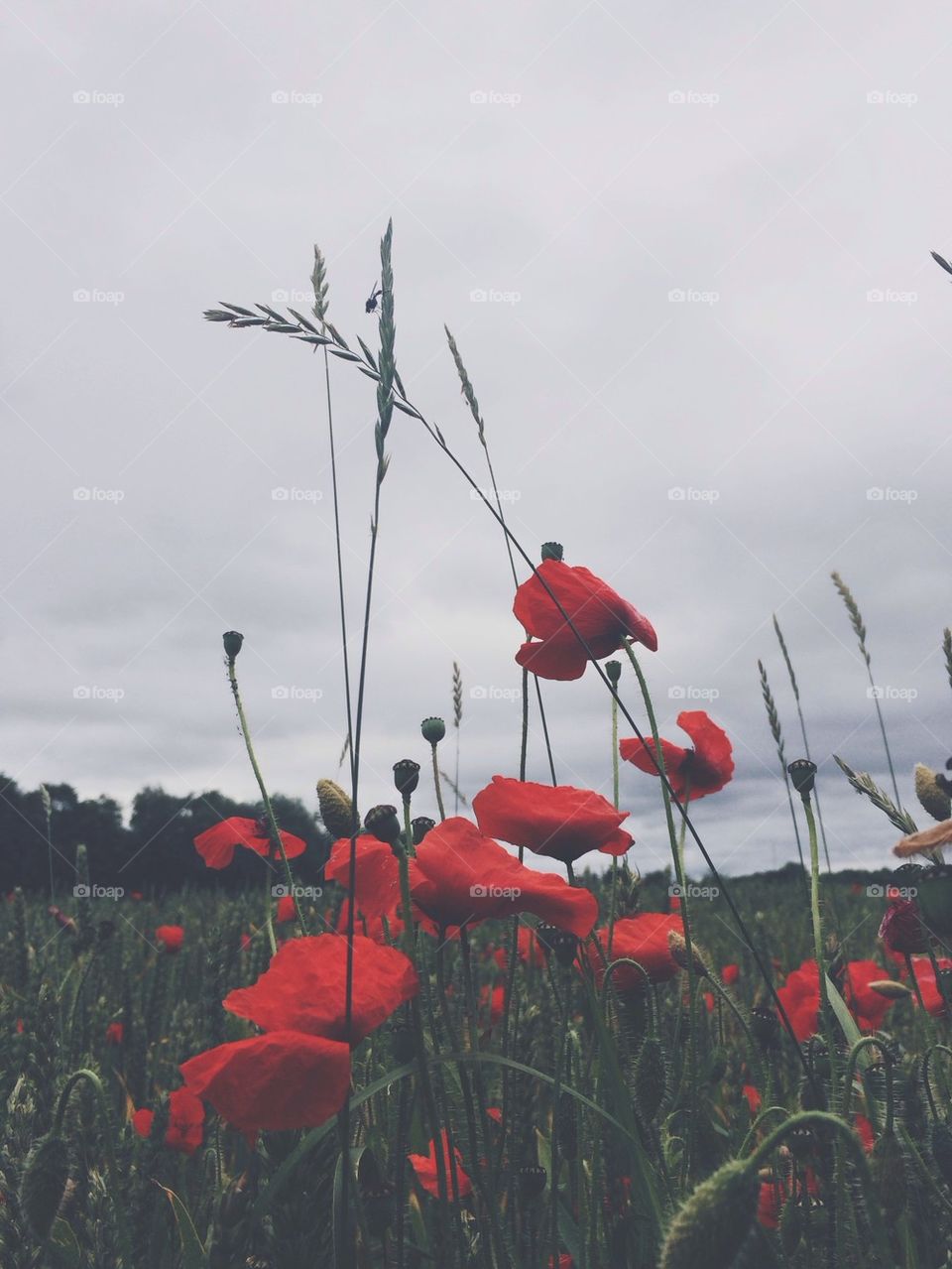 Field of poppies