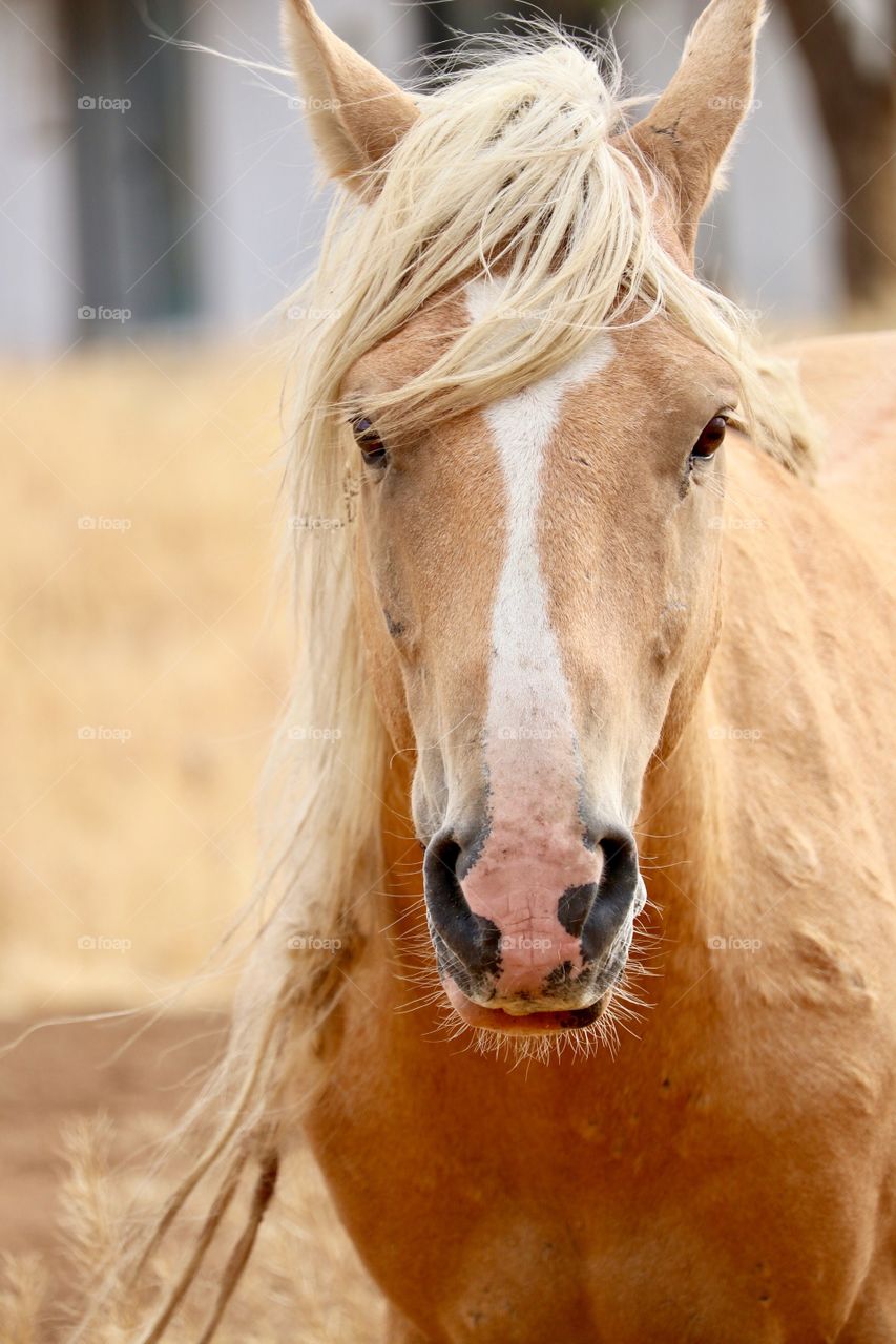 Wild horses, this one a beautiful Palomino, closeup headshot