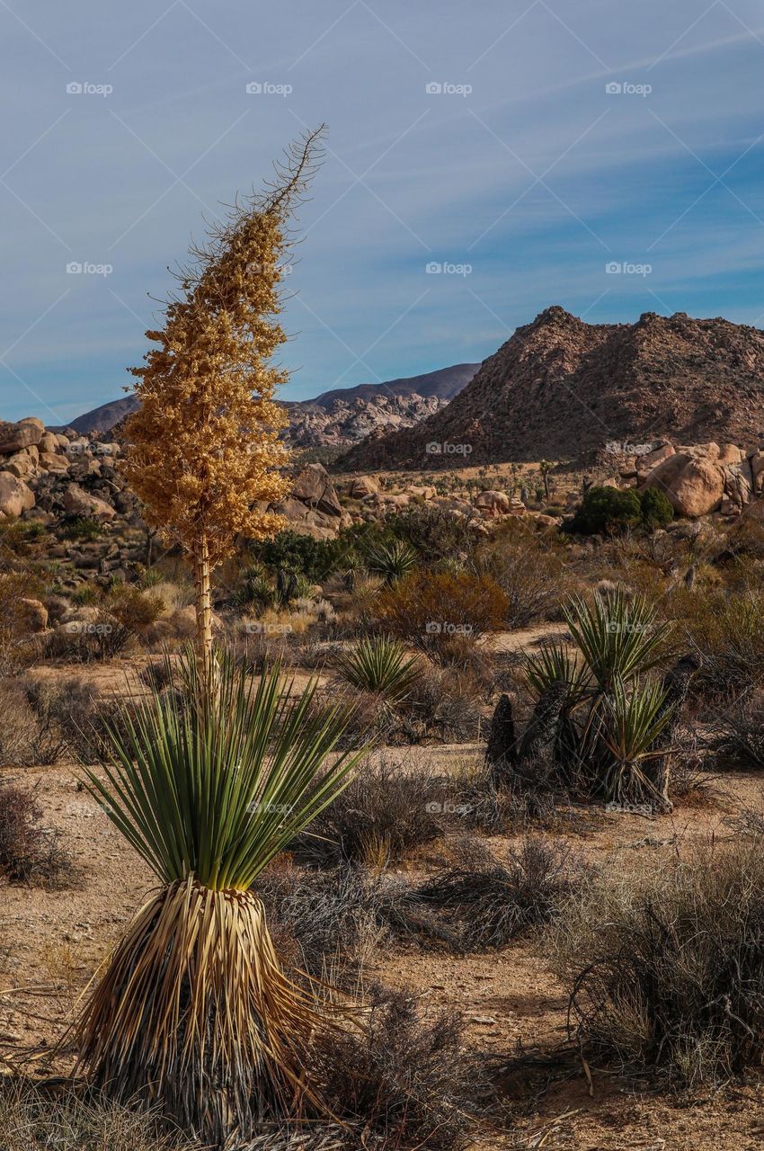 The vast landscape of the desert of Joshua Tree National Park with its desolate beauty and fascinating namesake trees, with its stunning desert plants and rock formations