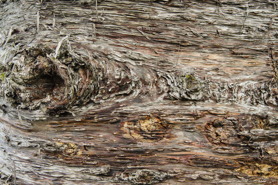 Rough tree bark