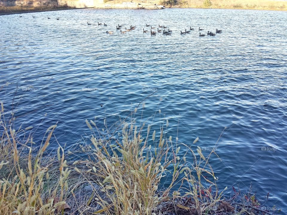 Canadian Geese on the Lake