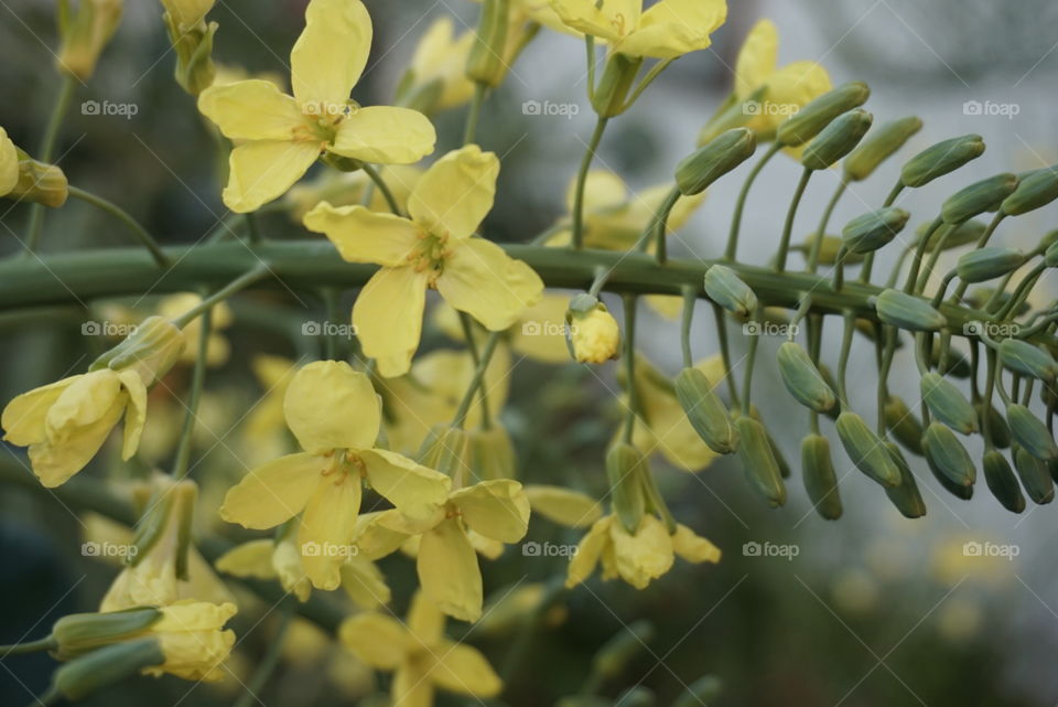 Broccoli Flowers 
California