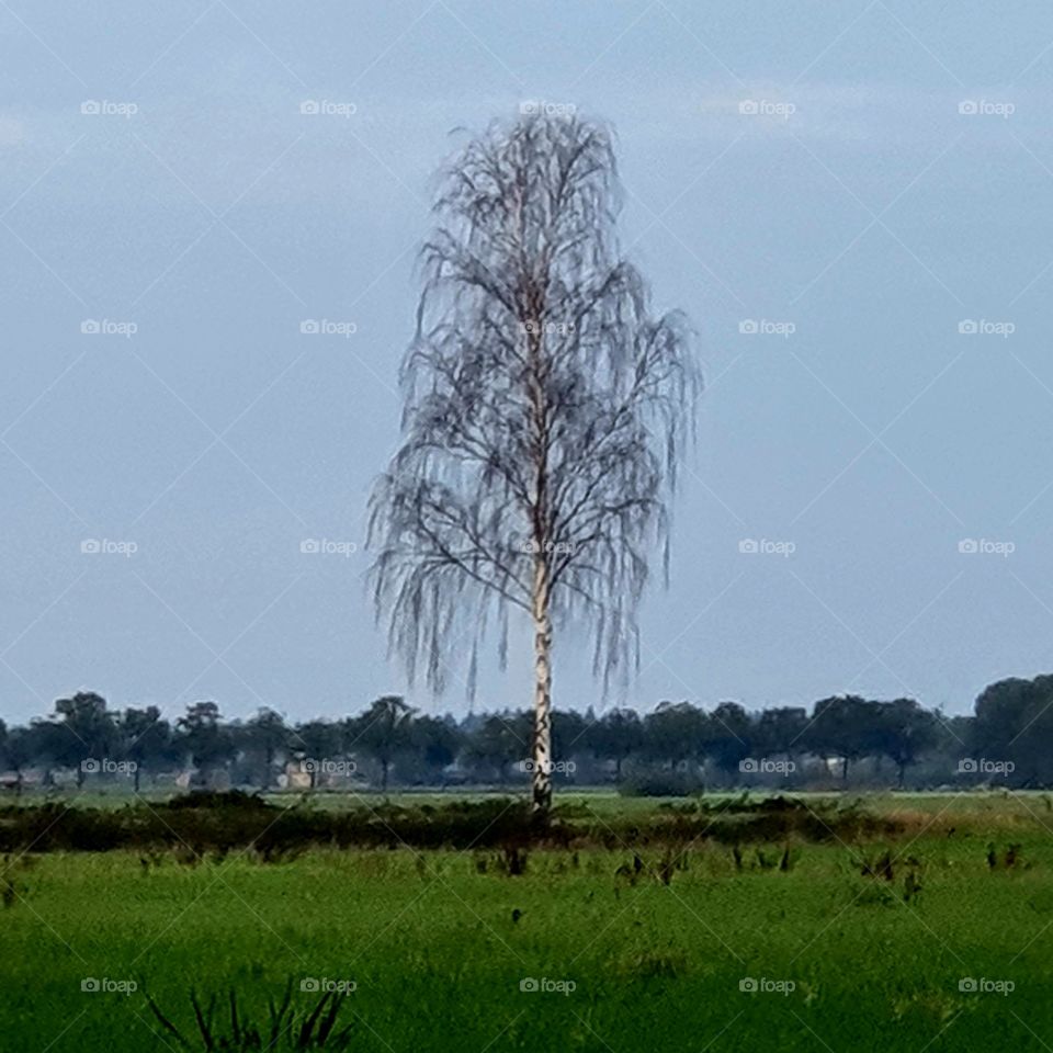A tree in the countryside.