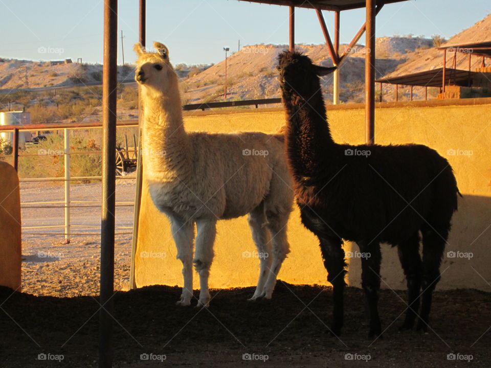 Camel, Mammal, Llama, Lama, Alpaca