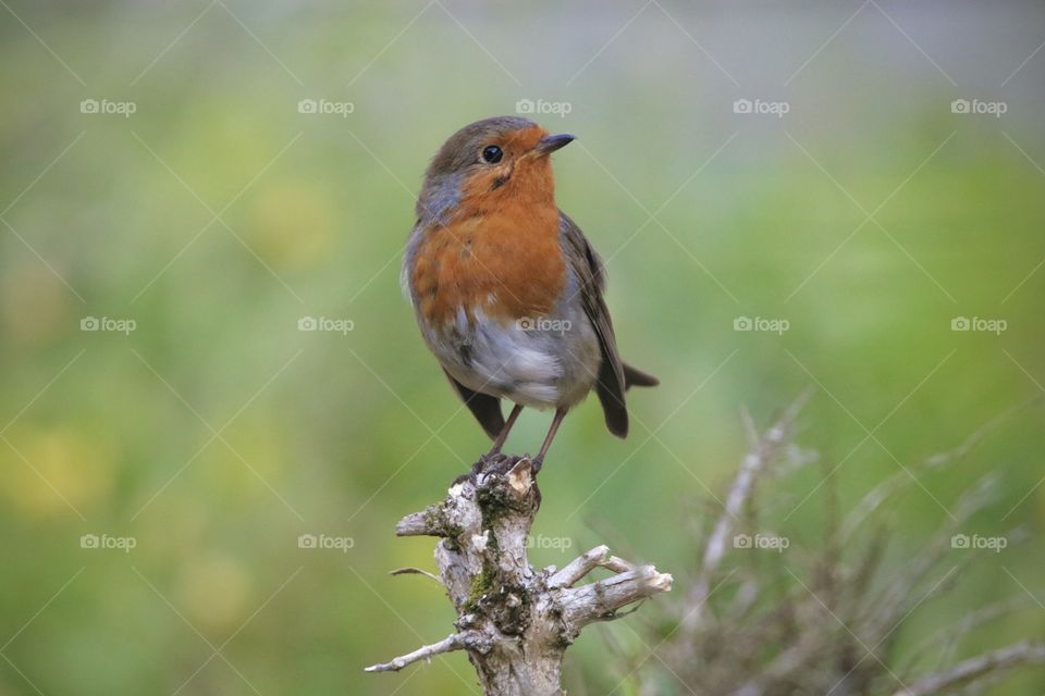 Robin