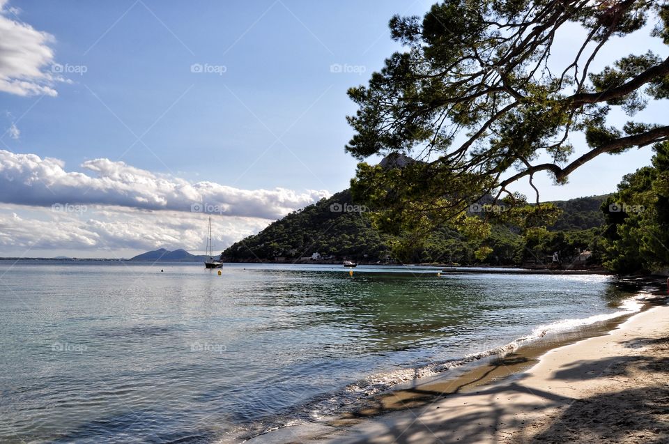 Water, Tree, Nature, Landscape, Beach