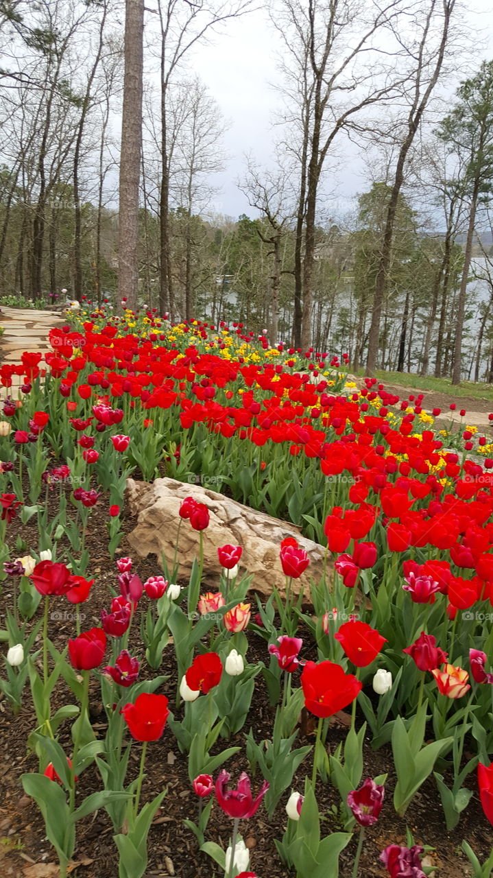 Flower, Tulip, Garden, Nature, Flora