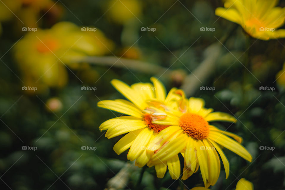 Flores amarillas en un campo de flores en la naturaleza