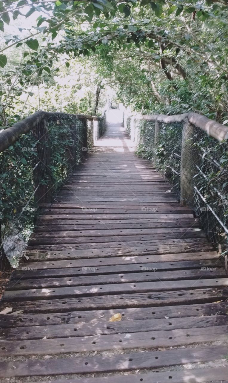 Building paths, building bridges, connecting places ... in people's lives, there is always a way out! (Eloy Chaves Botanic Park, Brazil) / Construir caminhos, erguer pontes, ligar os lugares... na vida da gente, há sempre saídas (Parque Eloy Chaves).