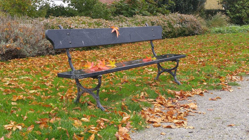 Bank stool in the park in autmn fall