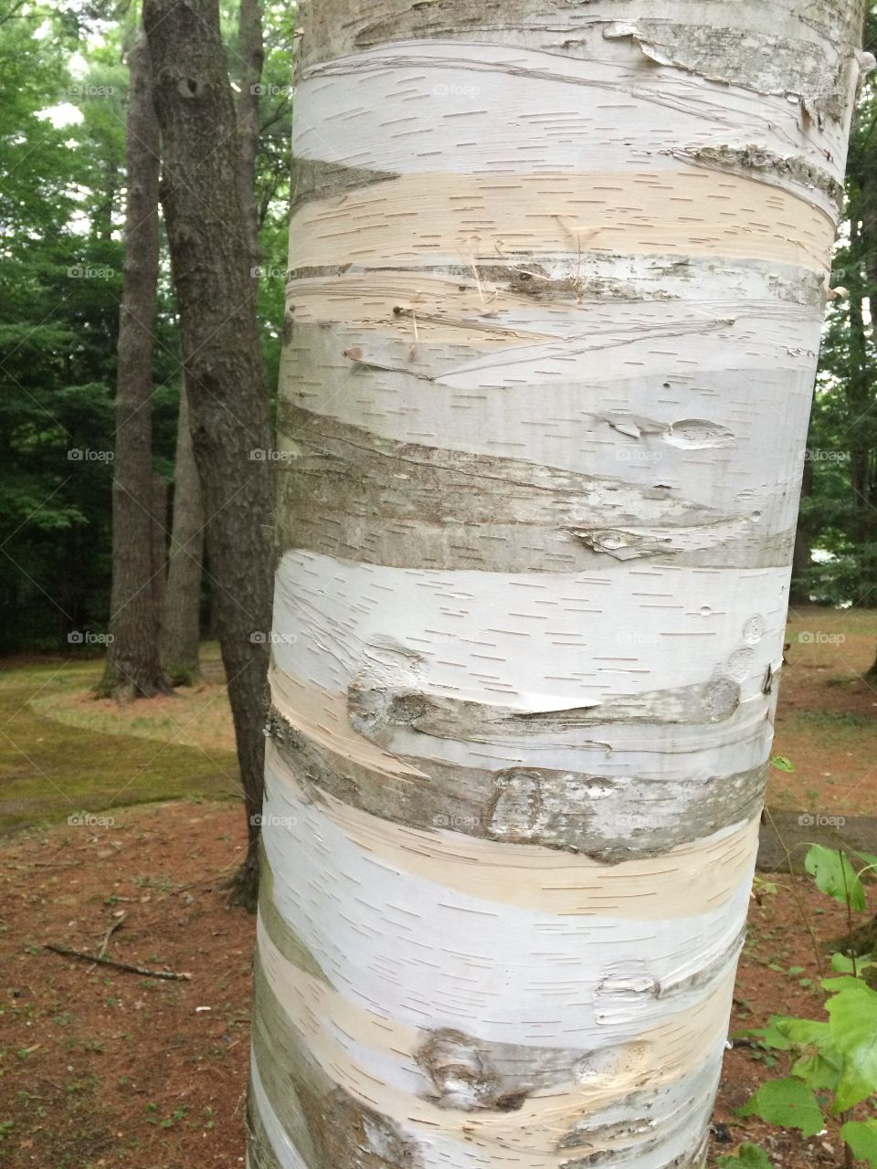 Birch 