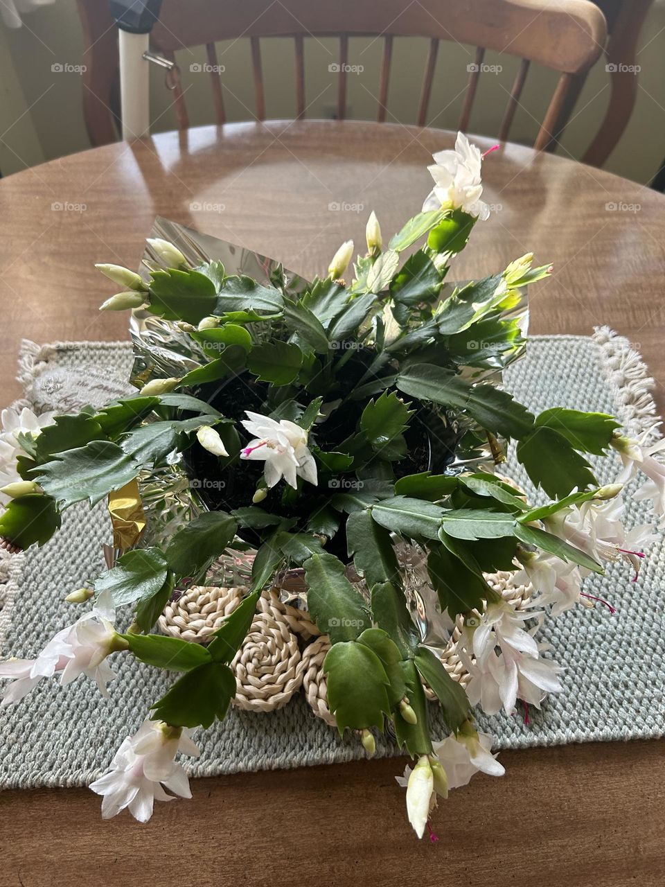 White Thanksgiving Cactus table centerpiece. All white blooms with red stamen