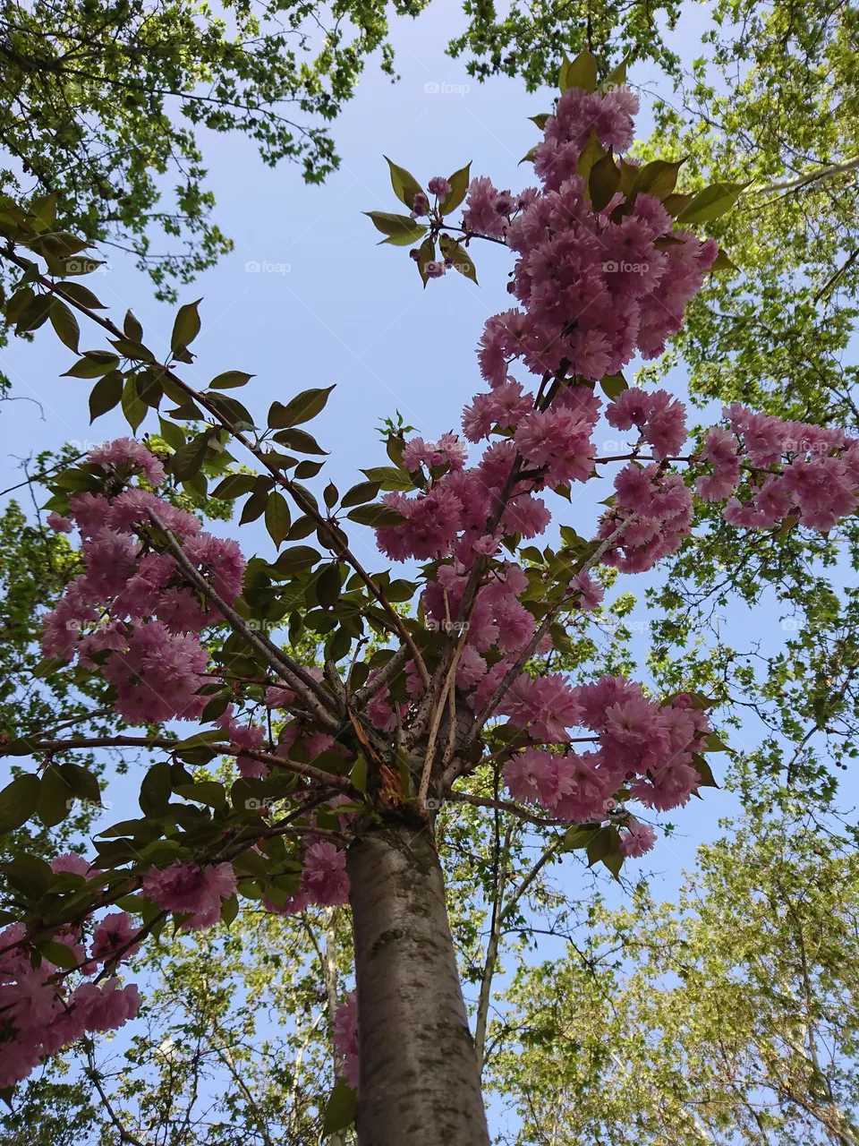 Primavera espléndida- flores naturales 