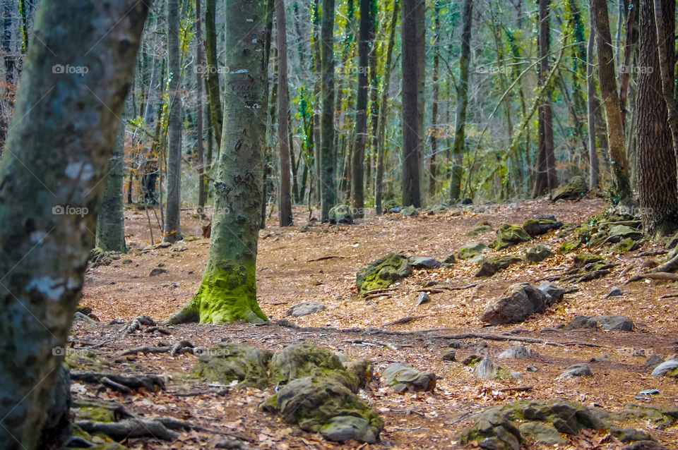 Landscape of trees in the forest during day