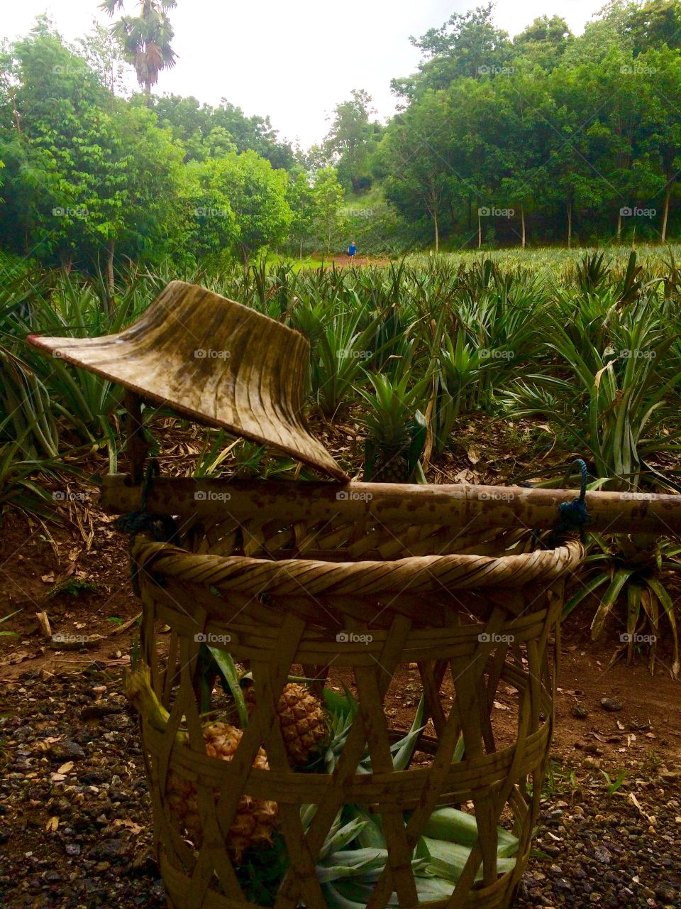 Picker’s Bamboo Hat, Basket, & Pole In A Pineapple Field In Thailand