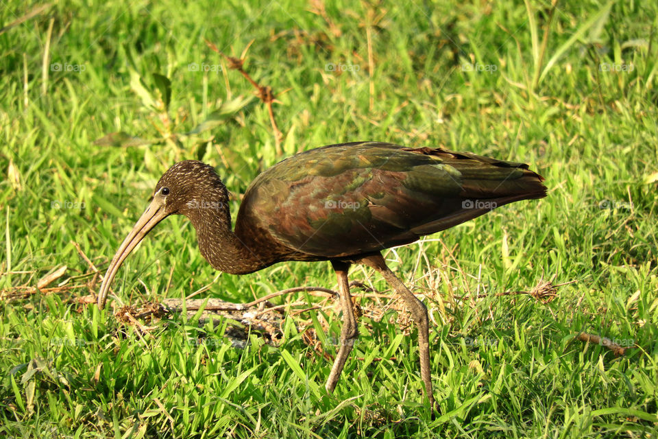 Amazing Bird #Incredible India #Vadodara