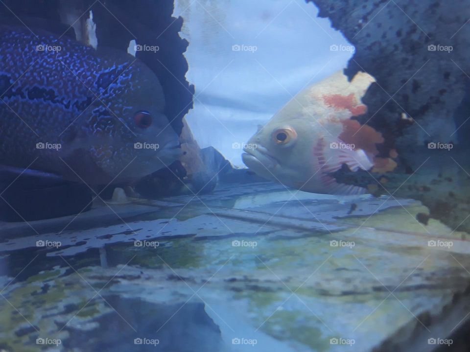 Louhan Fish VS Oscar Fish, these two predatory fish both have a strong mentality to fight if they meet.