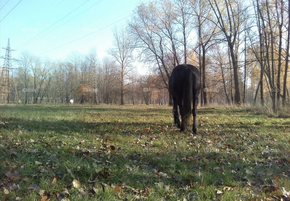 Landscape, Mammal, Tree, No Person, Environment