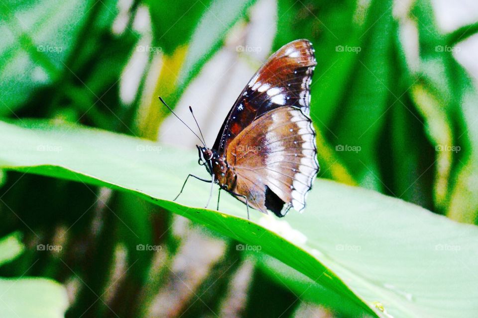 Butterfly on a leaf